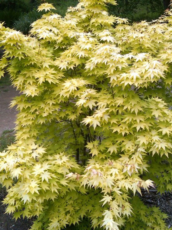 Acer 'Orange Dream' Standard