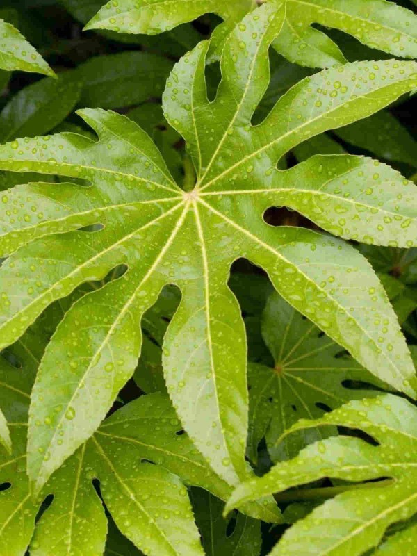 Fatsia japonica