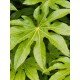 Fatsia japonica