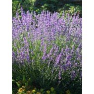 Lavendula angustifolia