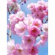 Prunus 'Pink Accolade'