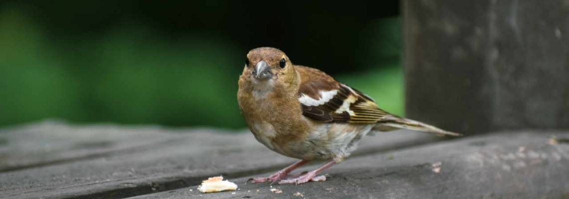 Bird Food