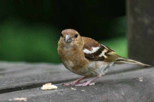 What to do in the Garden in November
