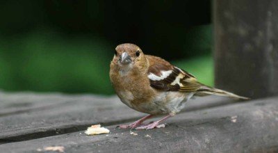 What to do in the Garden in November