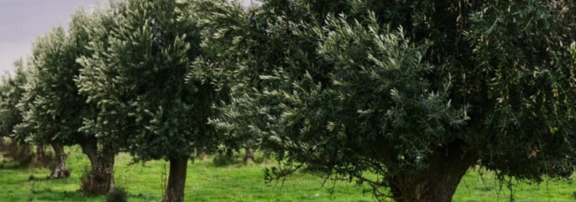 Olive Trees Olive Trees