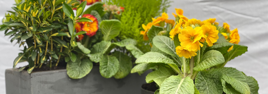 Planted Pots & Containers