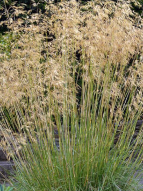 Stipa 'Gigantea'