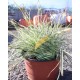 Carex 'Everest'
