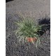 Carex 'Everest'