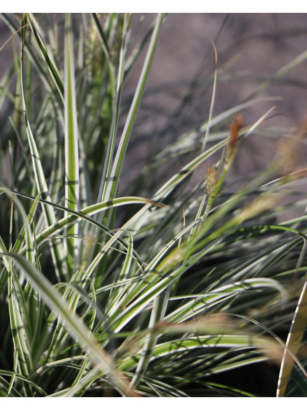 Carex morrowii 'Everest'