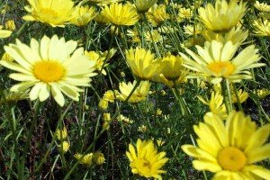 What to do in the Garden in July