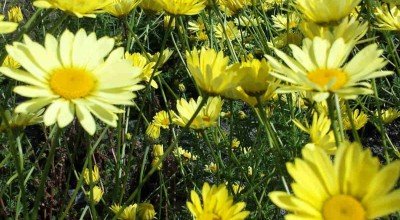 What to do in the Garden in July