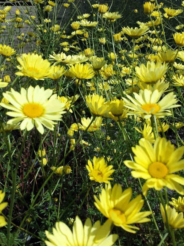 Anthemis ‘E C Buxton’