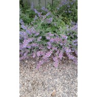 Nepeta 'Six Hills Giant'