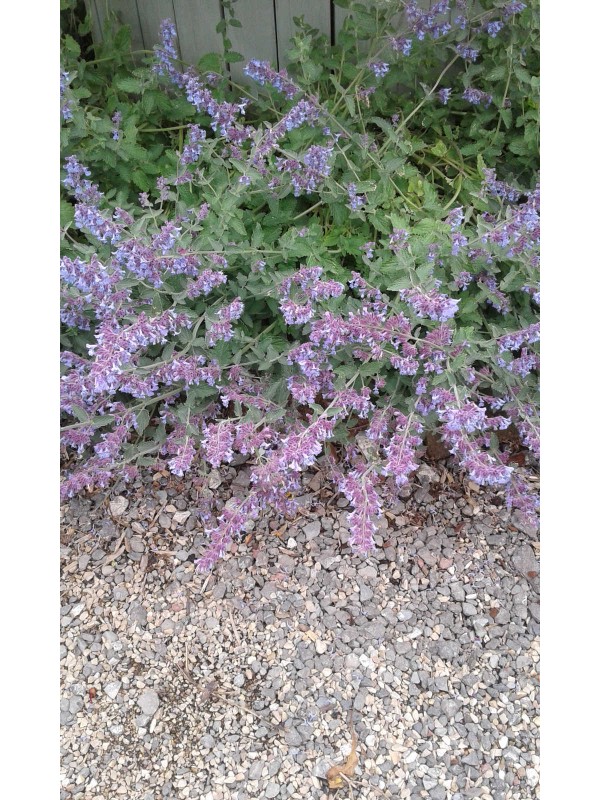 Nepeta 'Six Hills Giant'