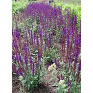Salvia nemorosa 'Caradonna'