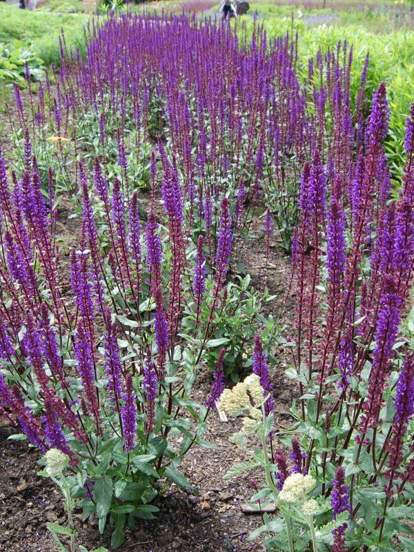 Salvia nemorosa 'Caradonna'