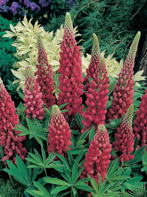 Lupinus Mix