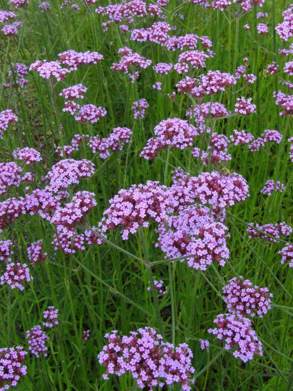 Verbena bonariensis