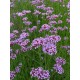 Verbena bonariensis