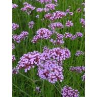 Verbena bonariensis