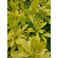 Choisya 'Brica'