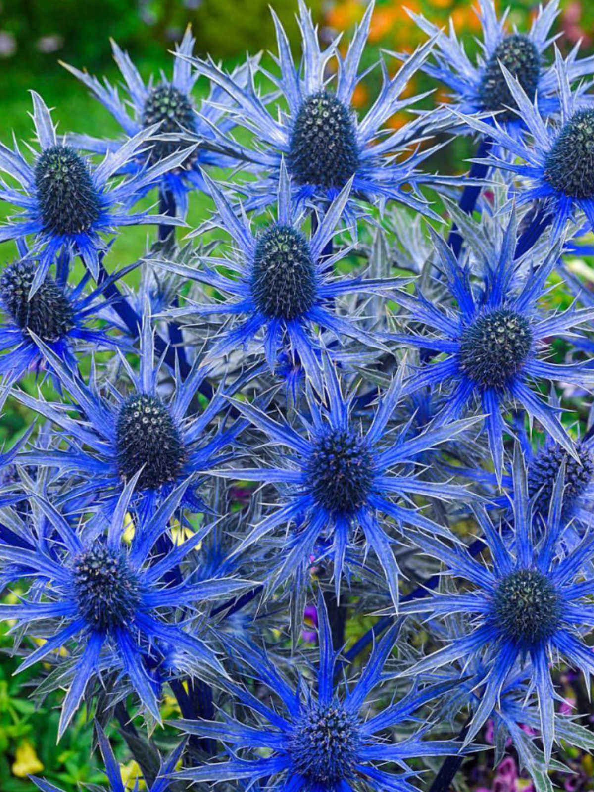 Eryngium 'Big Blue'