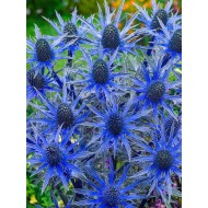 Eryngium 'Big Blue'