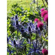 Eryngium 'Big Blue'