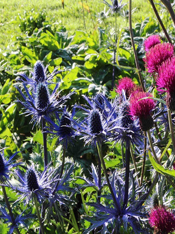 Eryngium 'Big Boy' Eryngium 'Big Boy'