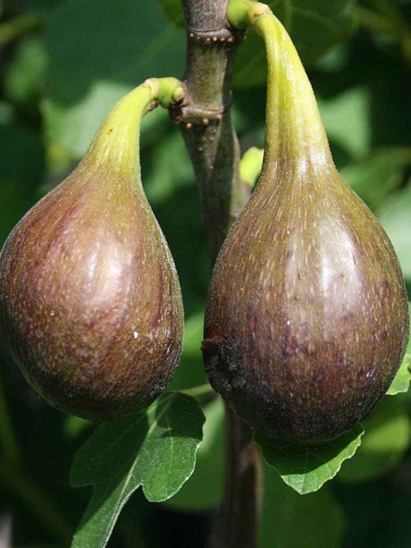 Ficus 'Brown Turkey'