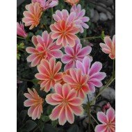 Lewisia in Variety