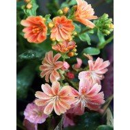 Lewisia in Variety
