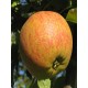 Apple - Malus d. "Cox's Orange Pippin"