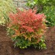 Nandina 'Obsessed'