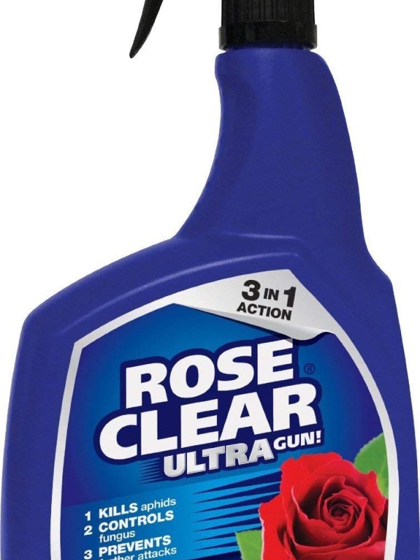 Rose Clear 