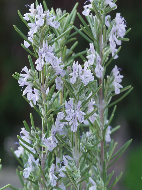 Rosmarinus 'Miss Jessopp‘s Upright'