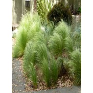 Stipa tenuissima 'Pony Tails'
