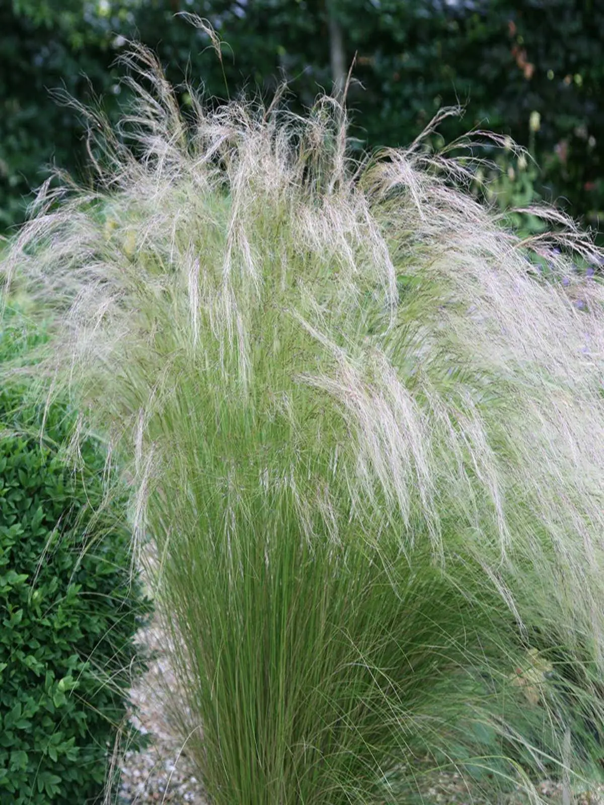 Stipa grass deals