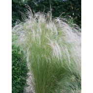 Stipa tenuissima 'Pony Tails'