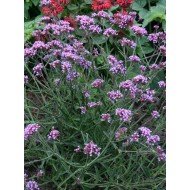 Verbena 'lollipop'