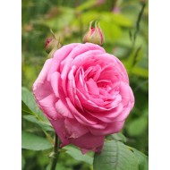 Rosa 'Gertrude Jekyll'