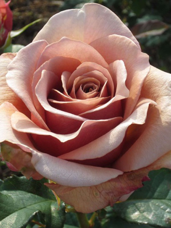 Rosa 'Mocha Rose'