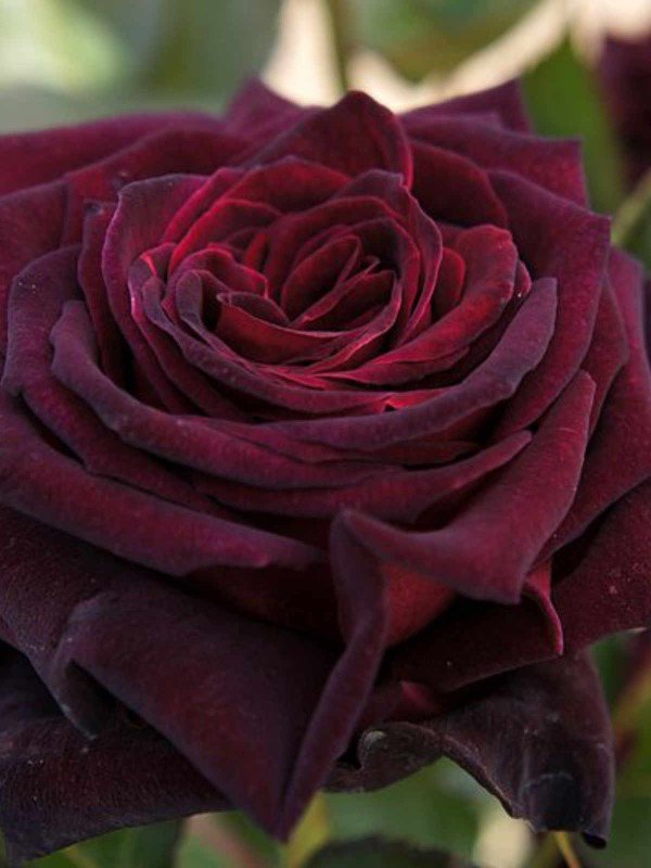 Rosa 'Black Baccara'