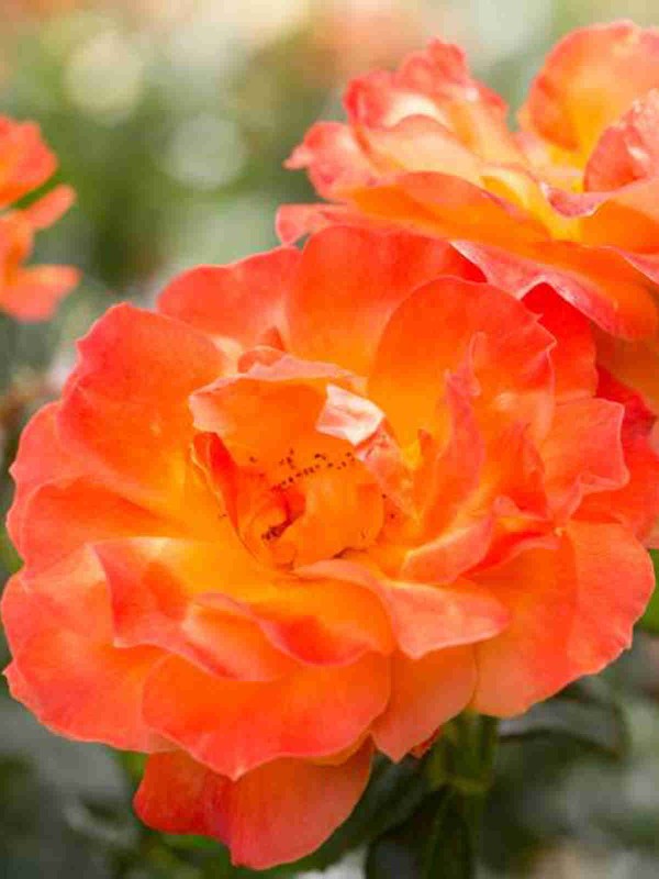 Rosa 'Fellowship'