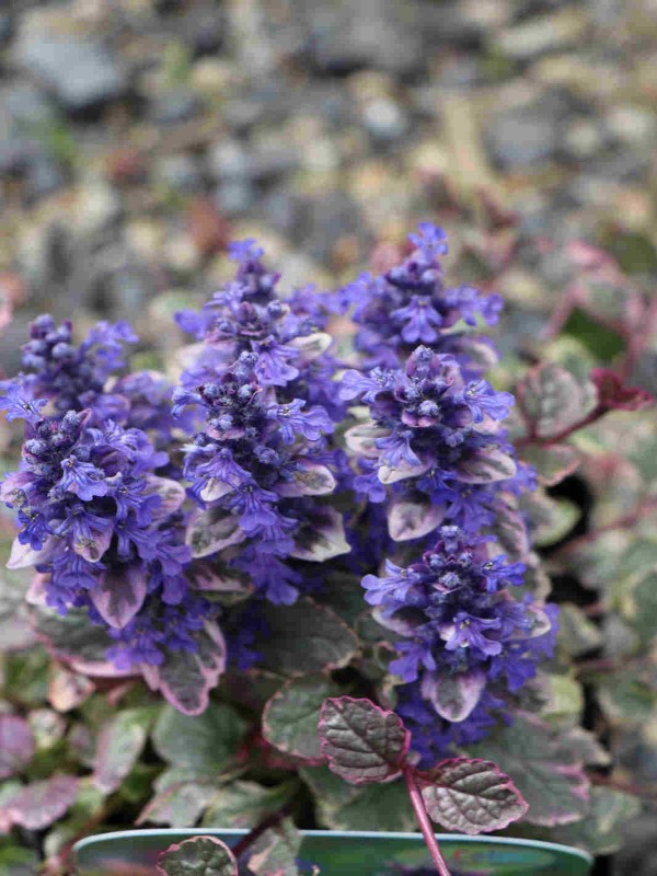 Ajuga reptans 'Burgundy Glow'