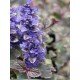 Ajuga reptans 'Burgundy Glow'