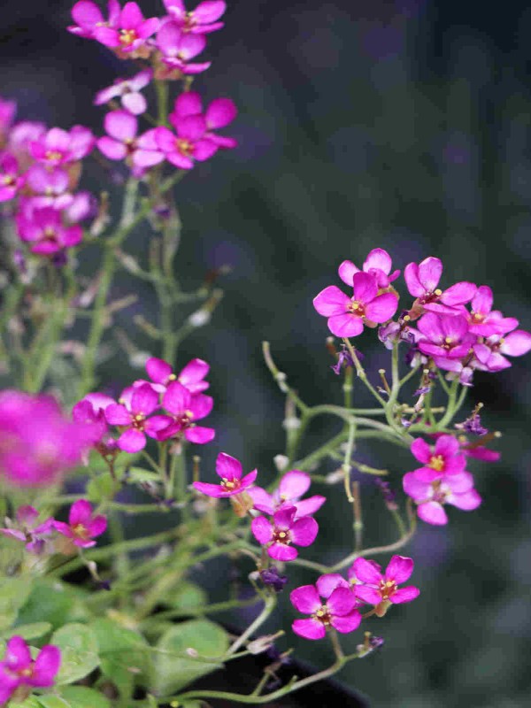 Arabis cauc 'Little Treasure Deep Rose'