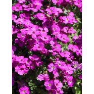 Aubrieta  mix