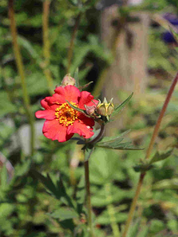 Geum ‘Mrs. Bradshaw